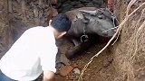 牛的主人在尽力救牛，牛不懂为何掉下去就动不了了
