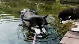 二哈下水游泳，竟然先喝起了水，都把小二哈带偏了！