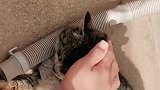 猫咪进入老年后会是什么样