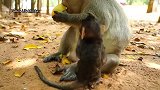 猴妈终于大方一次， 和宝宝一起分享芒果， 小猴可以饱餐一顿