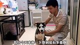 6个月的哈士奇，网友都说瘦得皮包骨了，为什么这么瘦呢