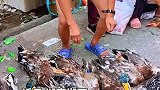 老人挑鸭子卖，结果鸭子全部闷死，手足无措时路人纷纷掏钱买下