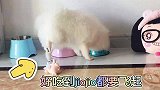 小奶狗吃到喜欢吃的东西，连腿都开心到起飞，太可爱了！