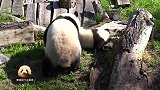 熊猫妈妈带着两个宝贝在庭院里嬉闹玩耍，好欢乐的亲子时光
