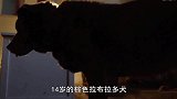 我慕了，柔弱又失明的狗子和猫里的扛把子，相处的相亲相爱