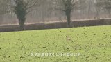 细狗在沙漠中狂追野兔，不料野兔总能精准预判，捕猎过程惊心动魄