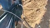 塑料膜绑在狗狗身上，让狗狗帮忙干农活