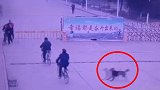女子骑车上班 遭流浪狗连人带车撞翻在地