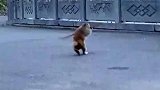 孙悟空转世，猴哥你可真厉害呀