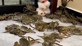 被螃蟹包围的狗子