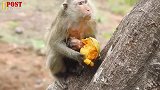 小卓别林看起来非常瘦小，因为猴妈对食物非常贪婪，它吃不到东西