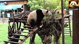 熊猫思嘉下树神速：别担心，熊家可是灵活的胖姑娘