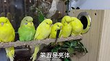 主人军事化训练小鹦鹉，鸟鸟们站成一排，太听话了也