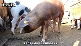 猪养一辈子不杀，到底能长成什么样子，看完后让人感到意外