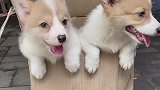 发现一窝小可爱