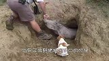 野猪受伤依然守在洞口，男子将野猪拉出洞时，出现感人时刻