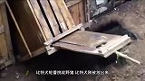 比特犬不是挺牛吗轮番挑战野猪，结果被打得怀疑狗生