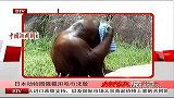 日本动物园猩猩用毛巾洗脸