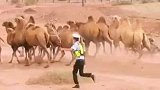 戈壁滩上，交警在拼命的追骆驼，骆驼的表现亮了