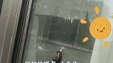 男子家里玻璃窗上撞死一只野鸡它没受伤，嘴给玻璃击穿了一个洞