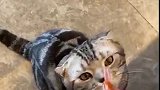 猫：不给我吃我还不要了，我可是要面子的！