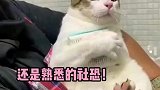 社恐小猫咪的日常，别拿我的东西好吗