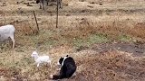 边牧：牧羊的服从性，狗届地表最强！网友：小羊你牧谁呢！