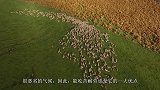 鸟瞰边境牧羊犬放羊，场面壮观，狗狗之间的配合堪称完美