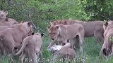 8只狮子围攻1只猎豹，猎豹用最凶的表情挨最狠的打