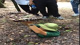 地上的口子并不大，网友们猜猜他到底能不能藏进去