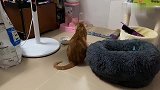 家有一挑食猫，作为铲屎的为了喵主子吃食我尽力了