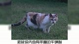 宠物冷知识，家养猫会捉老鼠吗？奇怪的知识又增加了