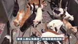 澳洲野猫泛滥，一年猎杀非常多只鸟类，厉害得有些夸张了