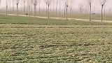 小黑在草地肆意狂奔，把小白撞得嗷嗷叫