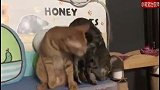 两只猫咪互相舔对方的尾巴，别人的尾巴香吗？