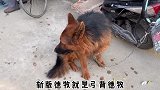 狗市上来了一只“怪狗”，远看像鹦鹉，犬主说全国都没有它这样的