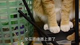 主人不让大橘睡路由器，结果猫咪却开始沉迷烤脚丫