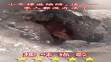 小牛掉进陷阱，这下一家人都没办法了