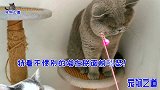 主人逗几只猫咪玩，胖公猫嫌别的猫抢风头上手就揍，霸道表情加戏