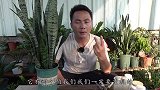 自从知道虎皮兰怕这2样之后，没再犯过这些错误