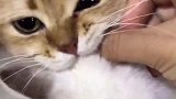 年度搞笑沙雕派对猫咪不乖乱咬不放怎么办