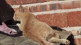 农村小黄猫，整天懒洋洋的晒太阳，从不抓老鼠，是我见过最懒的猫