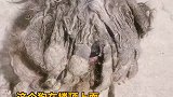 一小狗被主人遗弃到楼顶自生自灭，好心人将其带回收养