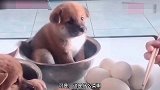 小奶狗都懂得餐桌礼仪，你个人类都不懂吗，太逗了