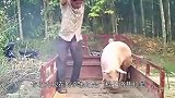 让猪“安乐死”！再也不用鬼哭狼嚎，直接就能一击毙命！