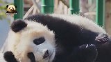 超可爱熊猫小宝宝悠然自得地挠着痒痒，萌的不像话