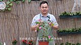 三角梅分枝少，修剪要掌握技巧，侧枝才会多