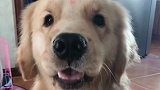 女主人对着金毛唱歌，金毛的反应也是没谁了，看完别笑！