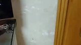 猫猫见主人生病，亲自捕猎给主人吃