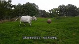 公牛被主人关进小房间，怒火无处发泄，对着铁门就是一顿撞